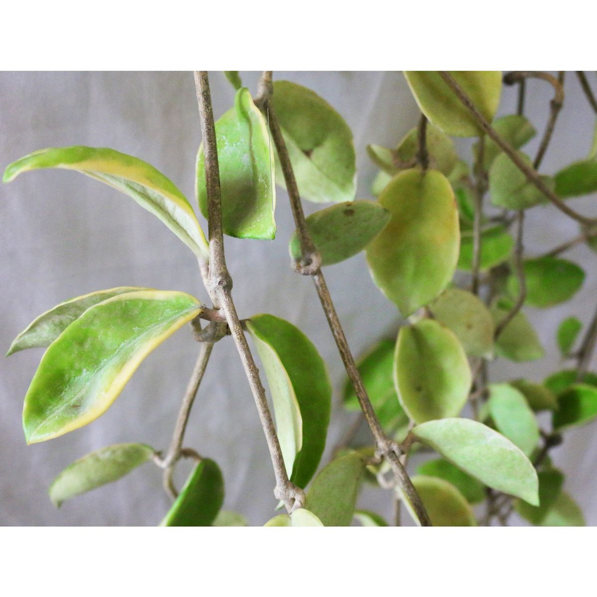 Conaplor - Planta de cera