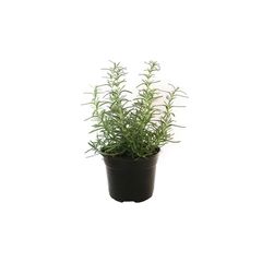 Planta Romero
