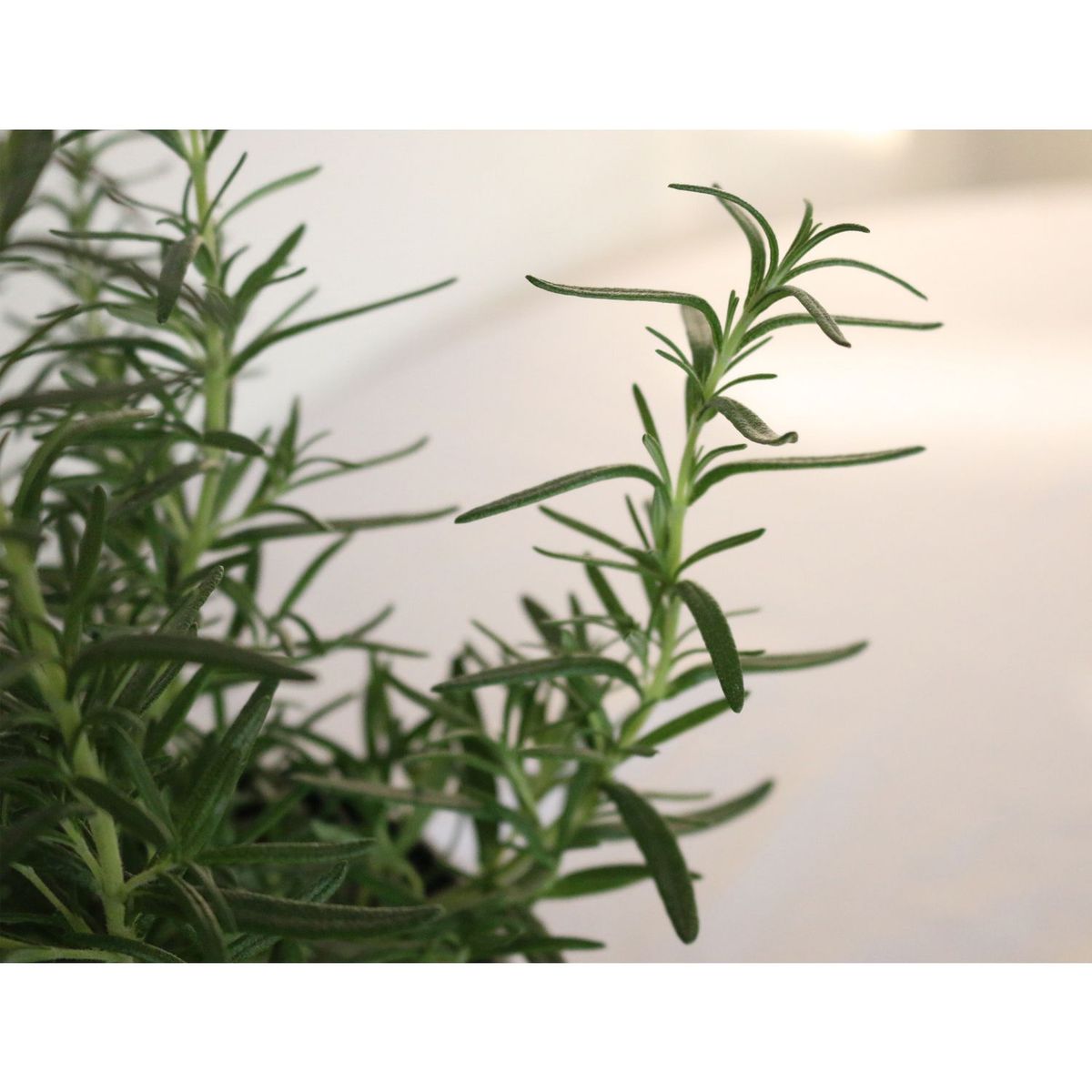 Conaplor - Planta Romero