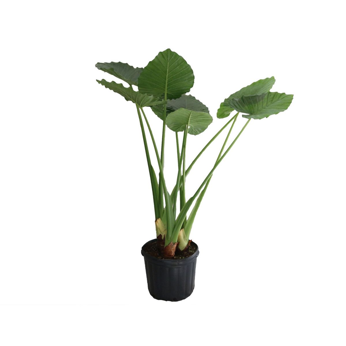 Planta hoja elegante 3 puntas, marca Conaplor - Foto Principal