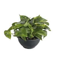 Planta teléfono colgante