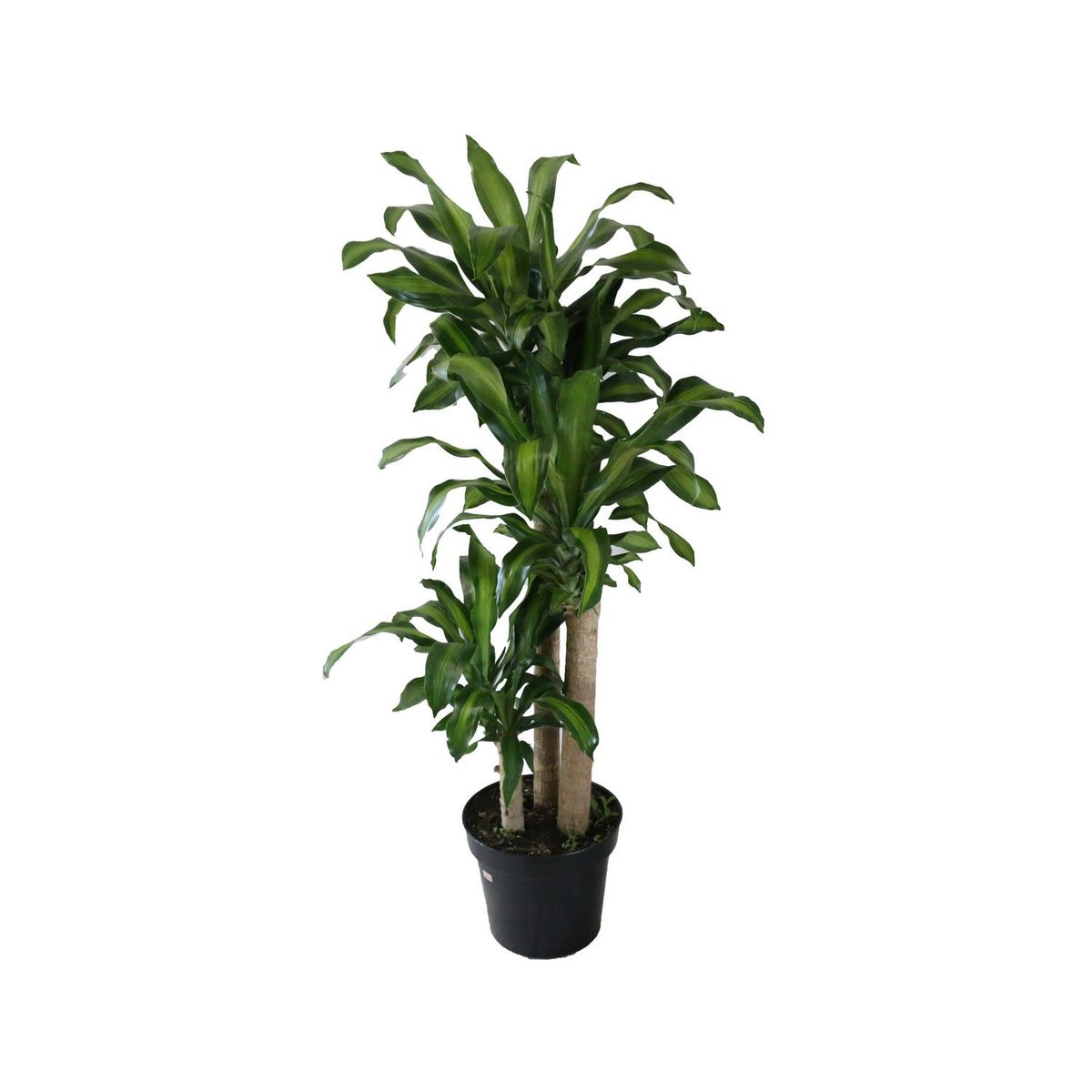 Planta palo de Brasil, marca Conaplor - Foto Principal