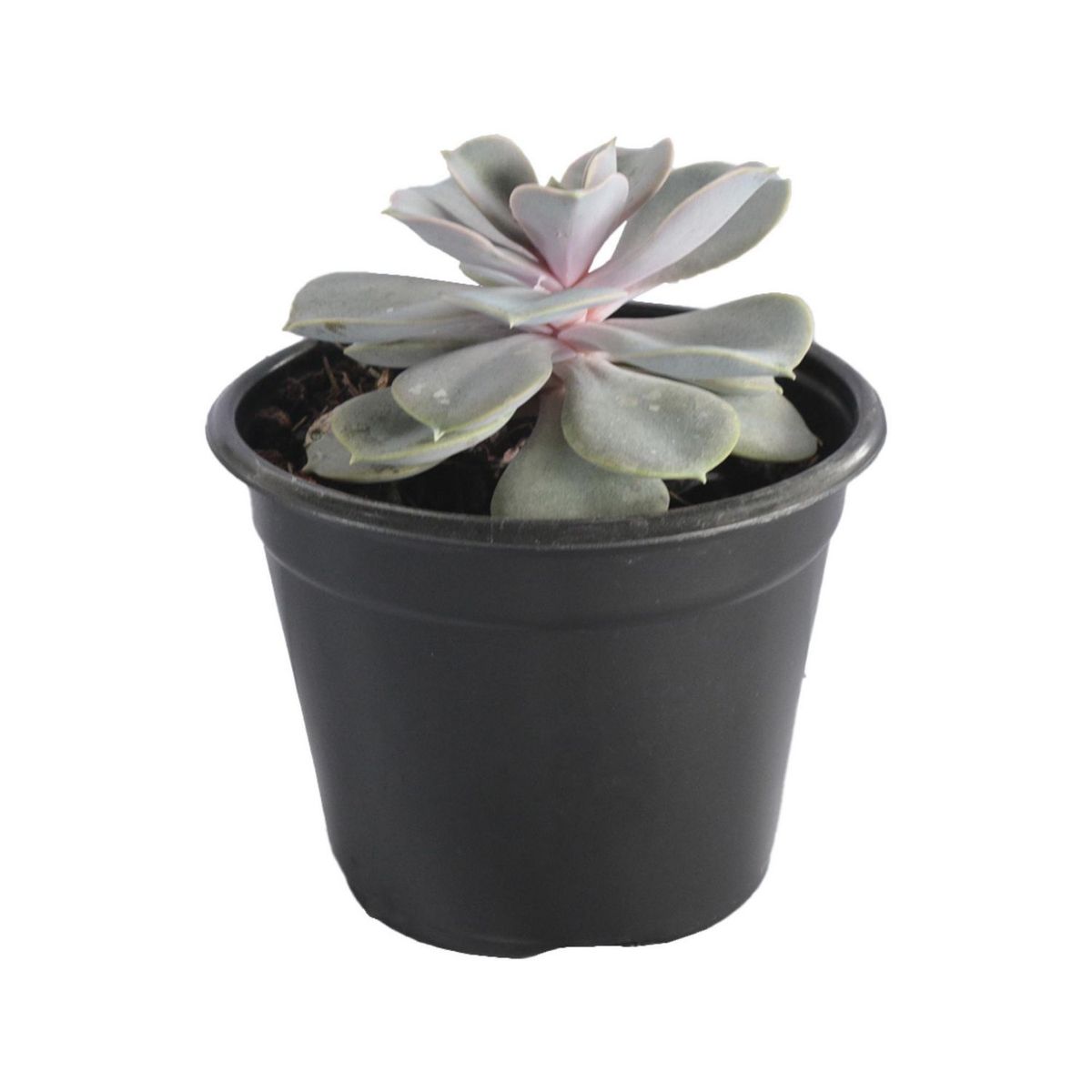 Planta crasulácea perle von, marca Conaplor - Foto Principal