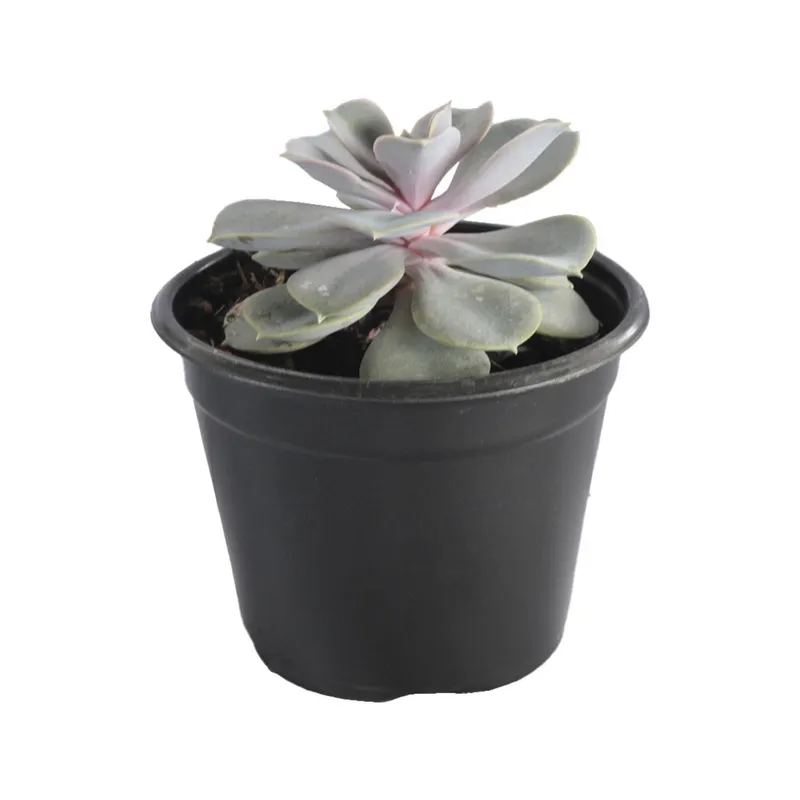 Conaplor - Planta crasulácea perle von