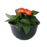 Planta Belén Nueva Guinea naranja colgante