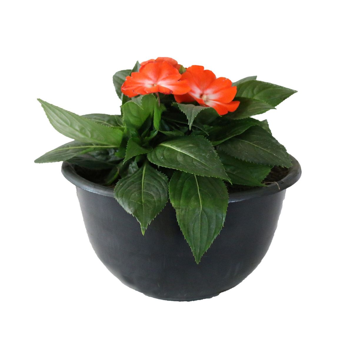 Conaplor - Planta Belén Nueva Guinea naranja colgante