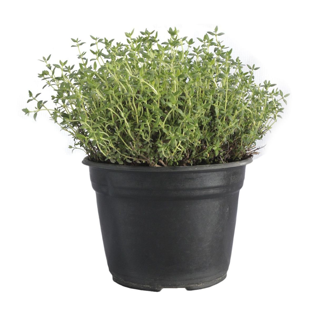 Planta tomillo, marca Conaplor - Foto Principal