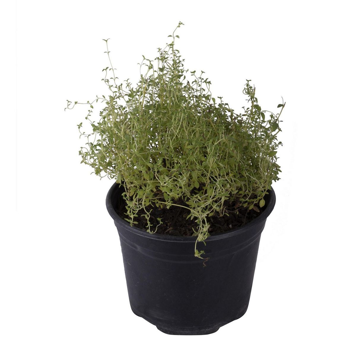 Planta tomillo, marca Conaplor - Foto 2