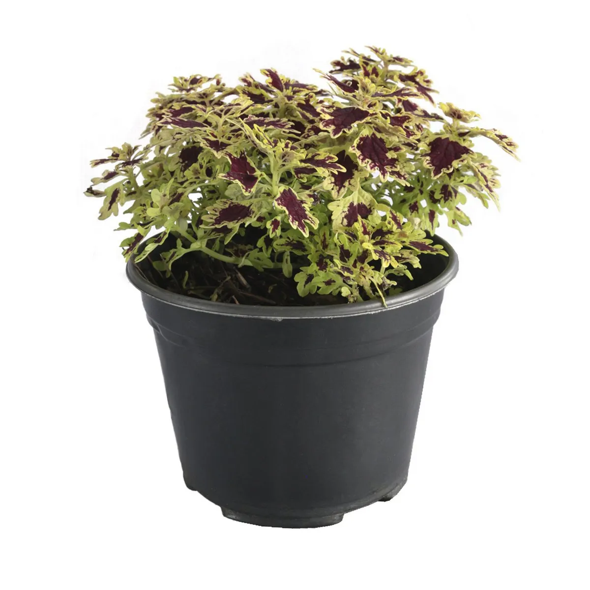 Planta coleo, marca Conaplor - Foto Principal
