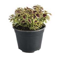 Planta coleo