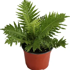 Planta helecho silver lady