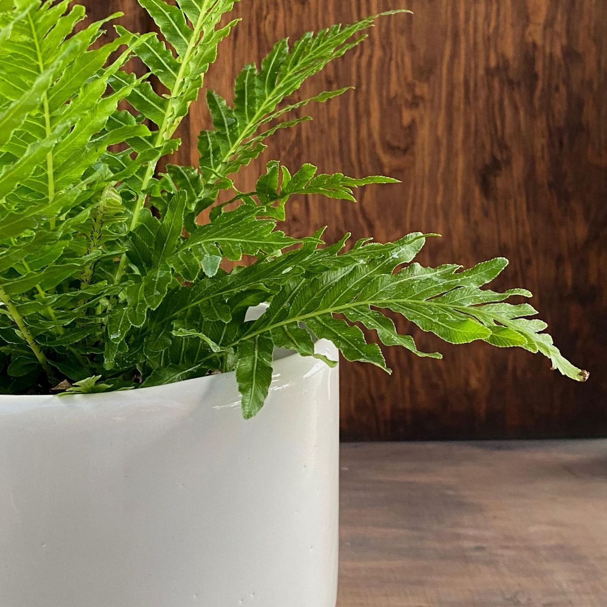 Conaplor - Planta helecho silver lady