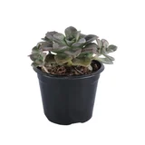 Planta crasulácea difractens