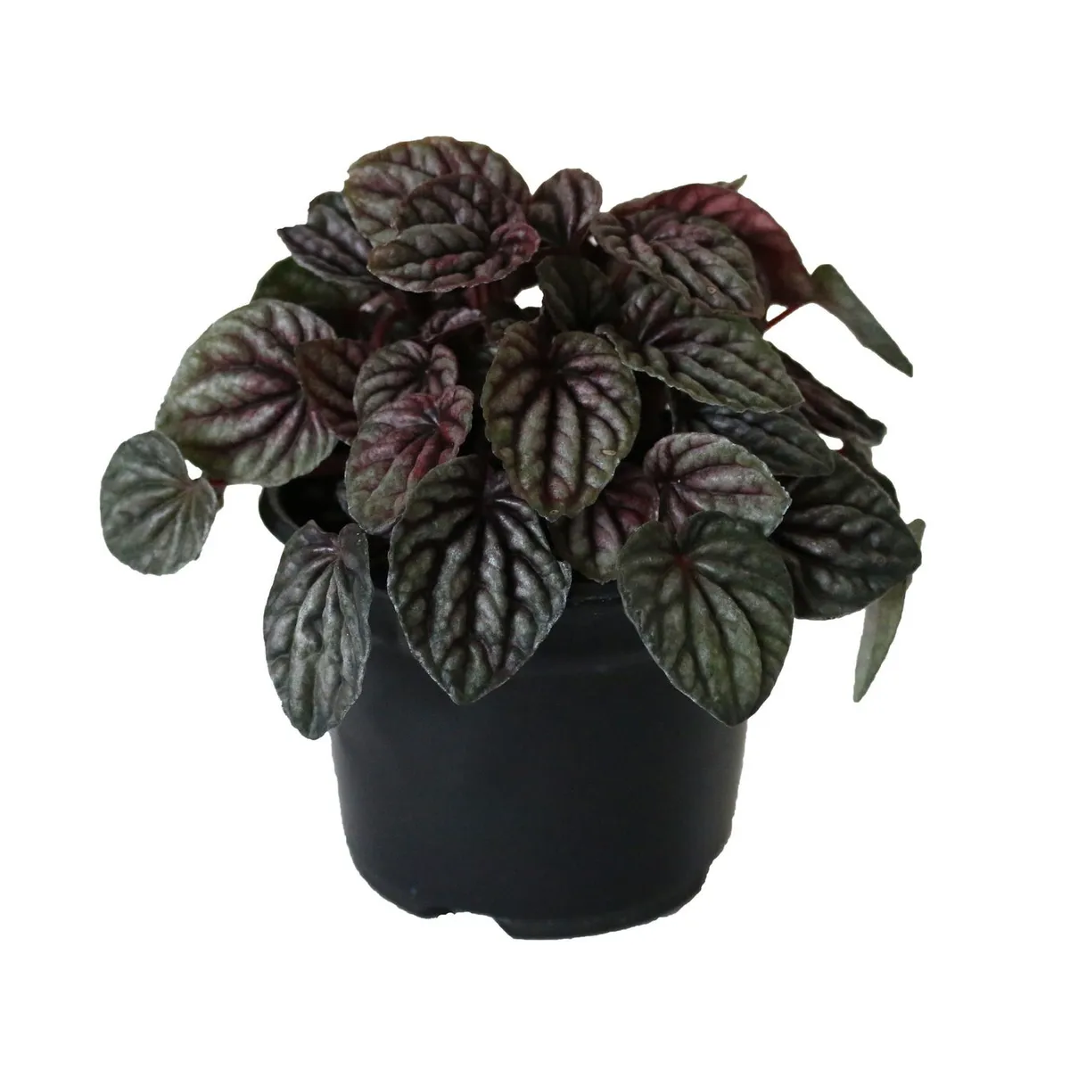 Planta cáscara de nuez, marca Conaplor - Foto Principal
