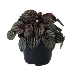 Planta cáscara de nuez