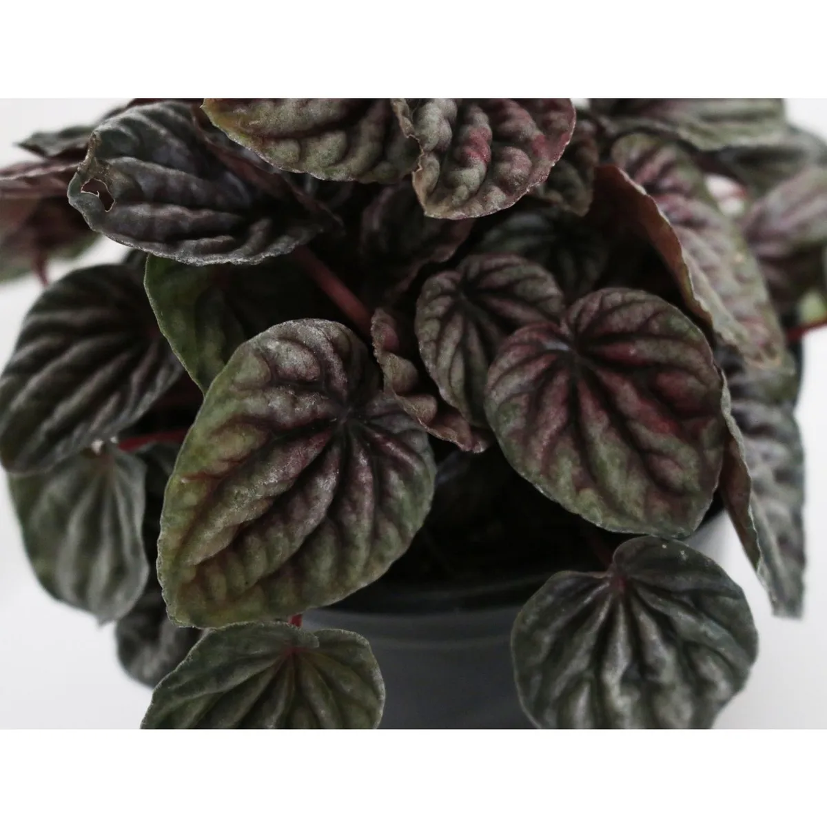 Planta cáscara de nuez, marca Conaplor - Foto 2