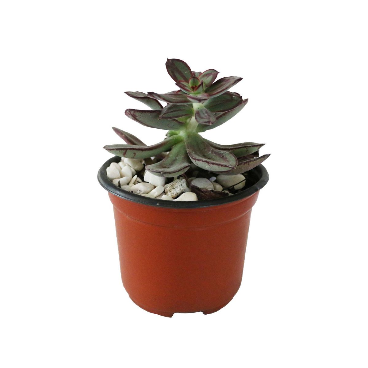 Conaplor - Planta crasulácea nodulosa