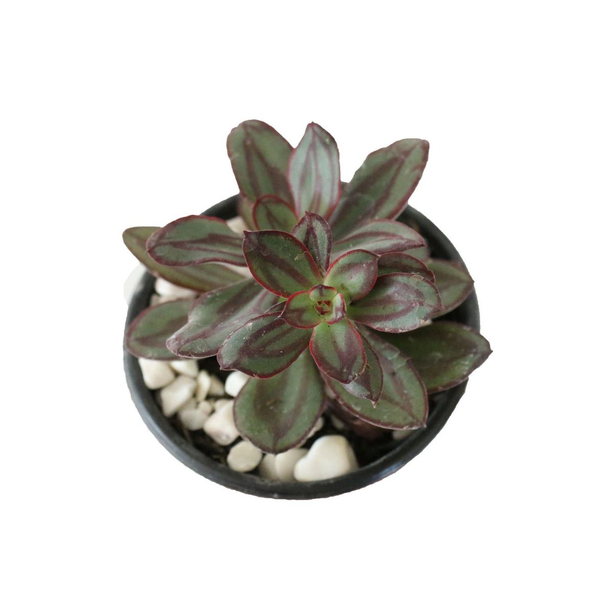 Conaplor - Planta crasulácea nodulosa