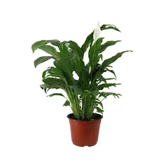 Planta cuna de Moisés
