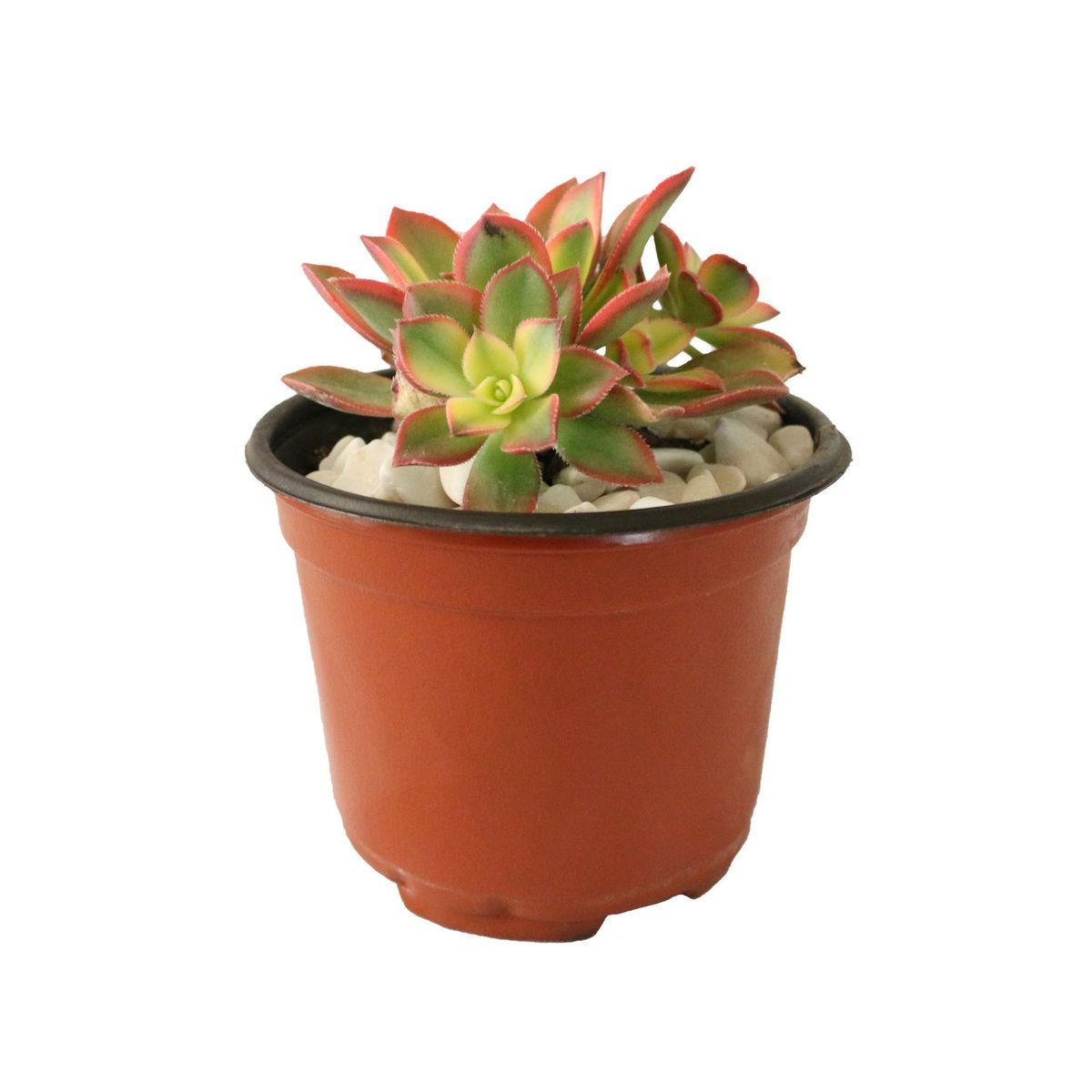 Conaplor - Planta rosa de piedra