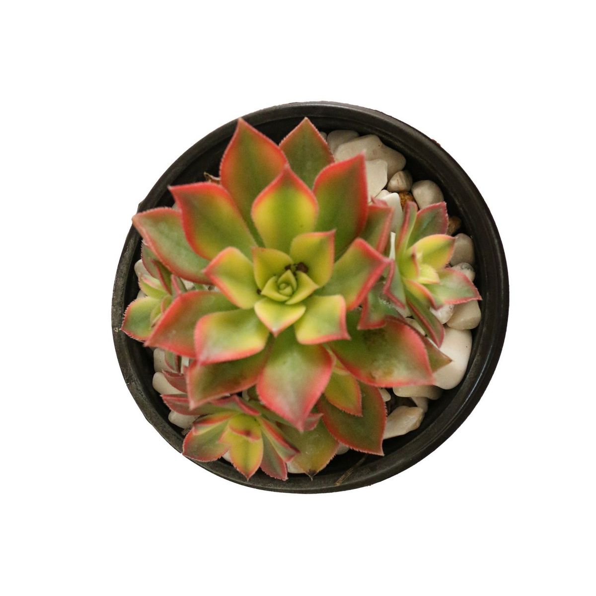 Conaplor - Planta rosa de piedra