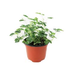 Planta mimosa sensitiva