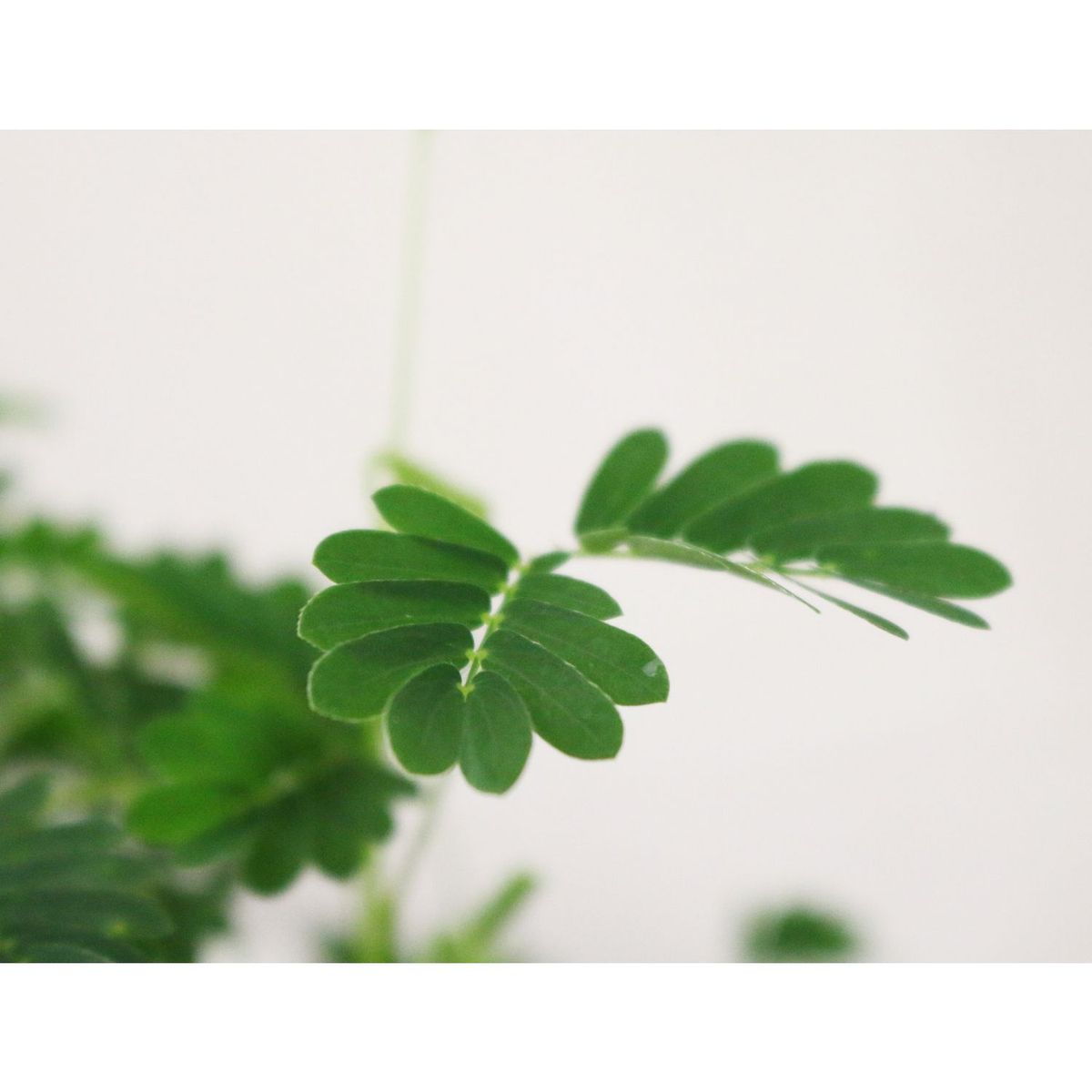 Conaplor - Planta mimosa sensitiva