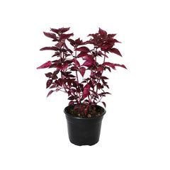 Planta iresine