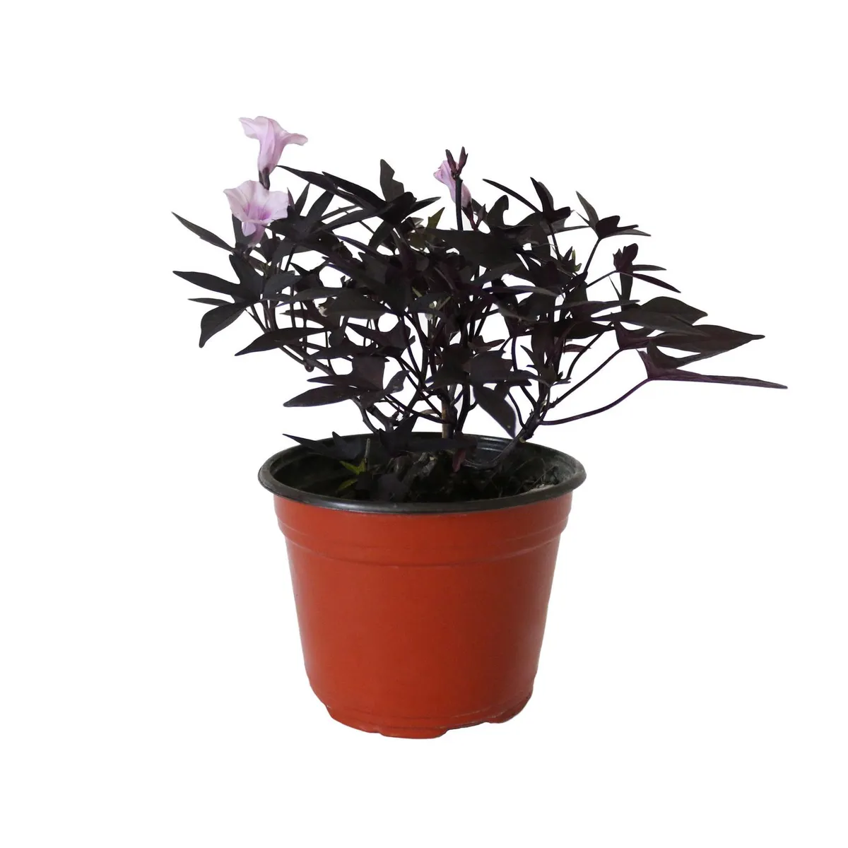 Planta ipomea morada, marca Conaplor - Foto Principal