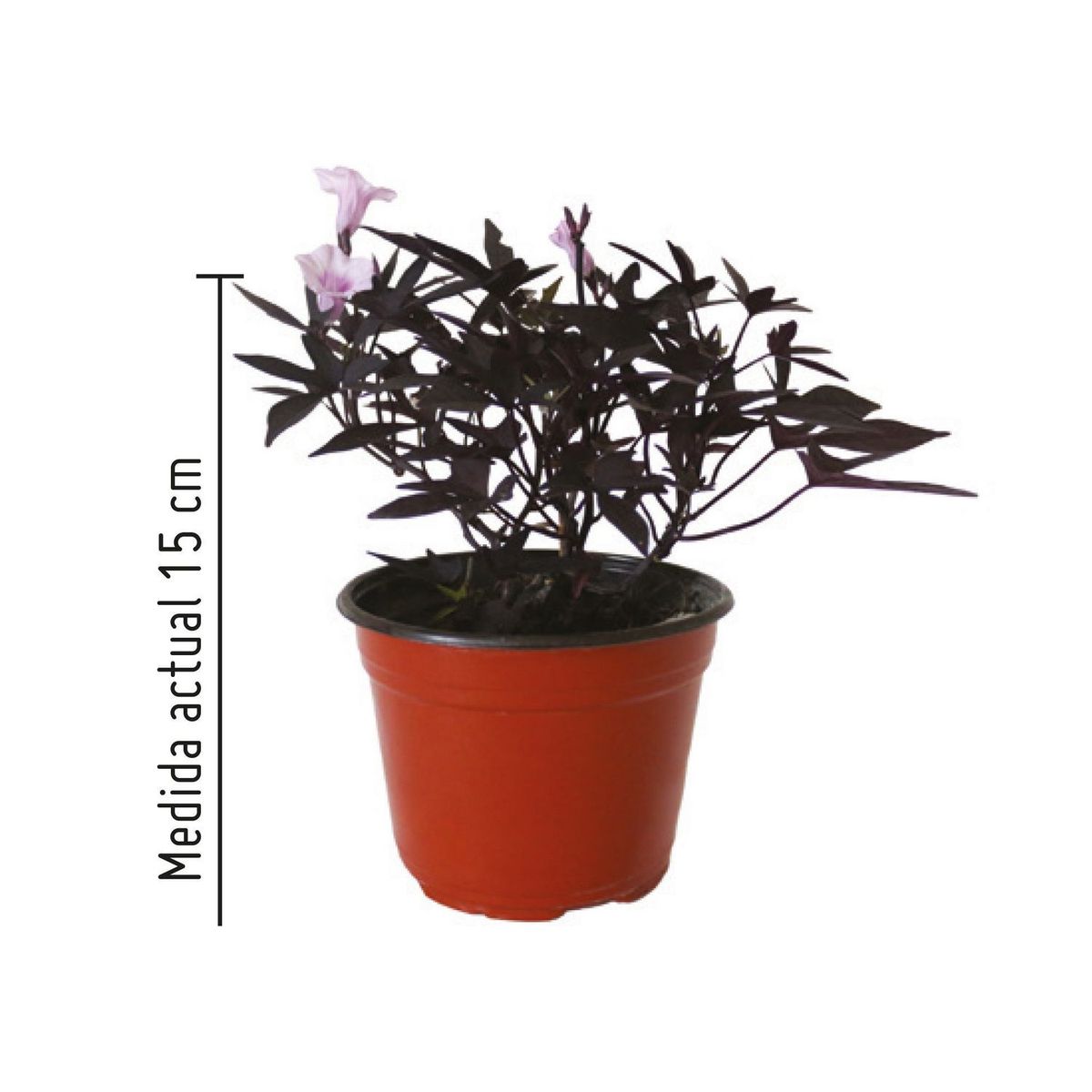 Planta ipomea morada, marca Conaplor - Foto 2