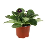 Planta violeta africana morada