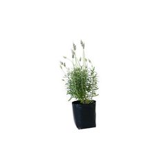 Planta Lavanda