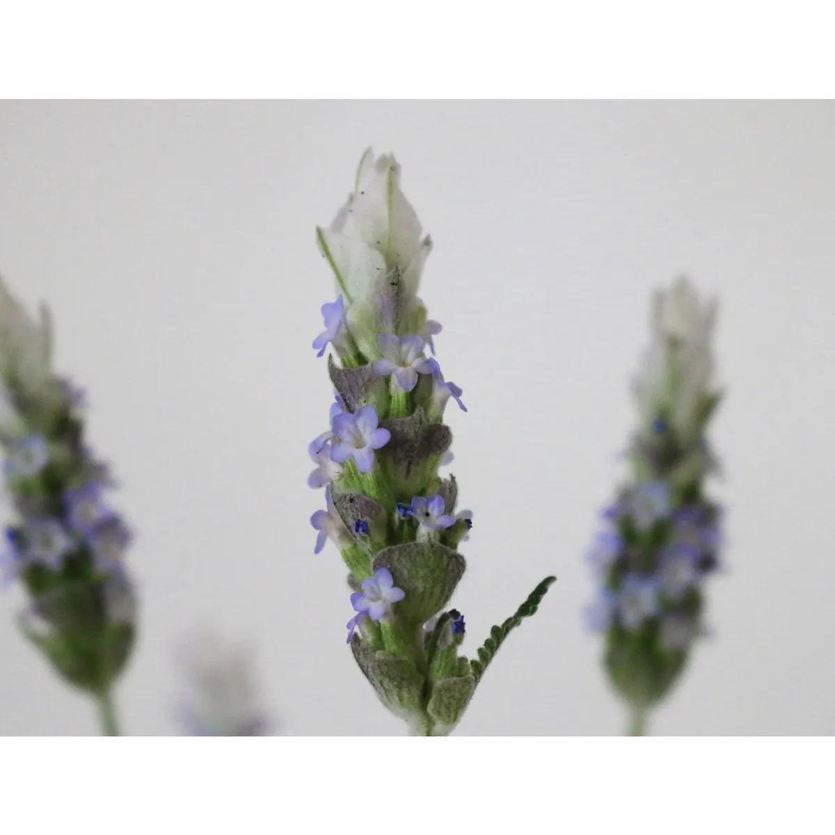 Conaplor - Planta Lavanda