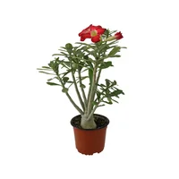 Planta adenium flor sencilla