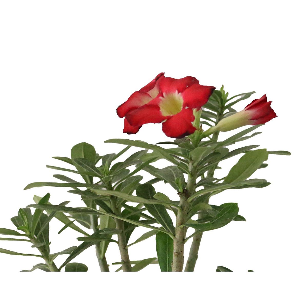 Conaplor - Planta adenium flor sencilla