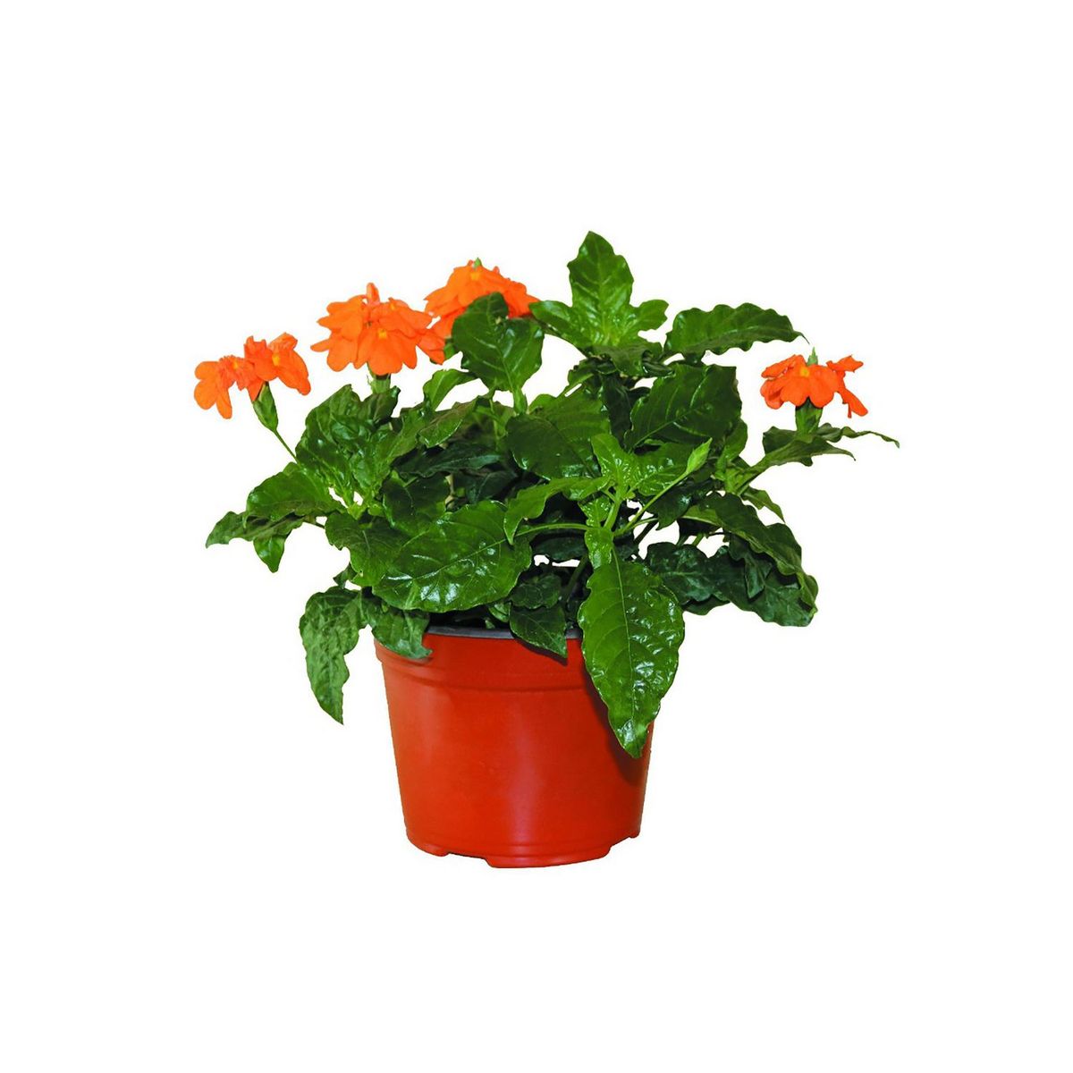 Conaplor - Planta crossandra coloress M6"