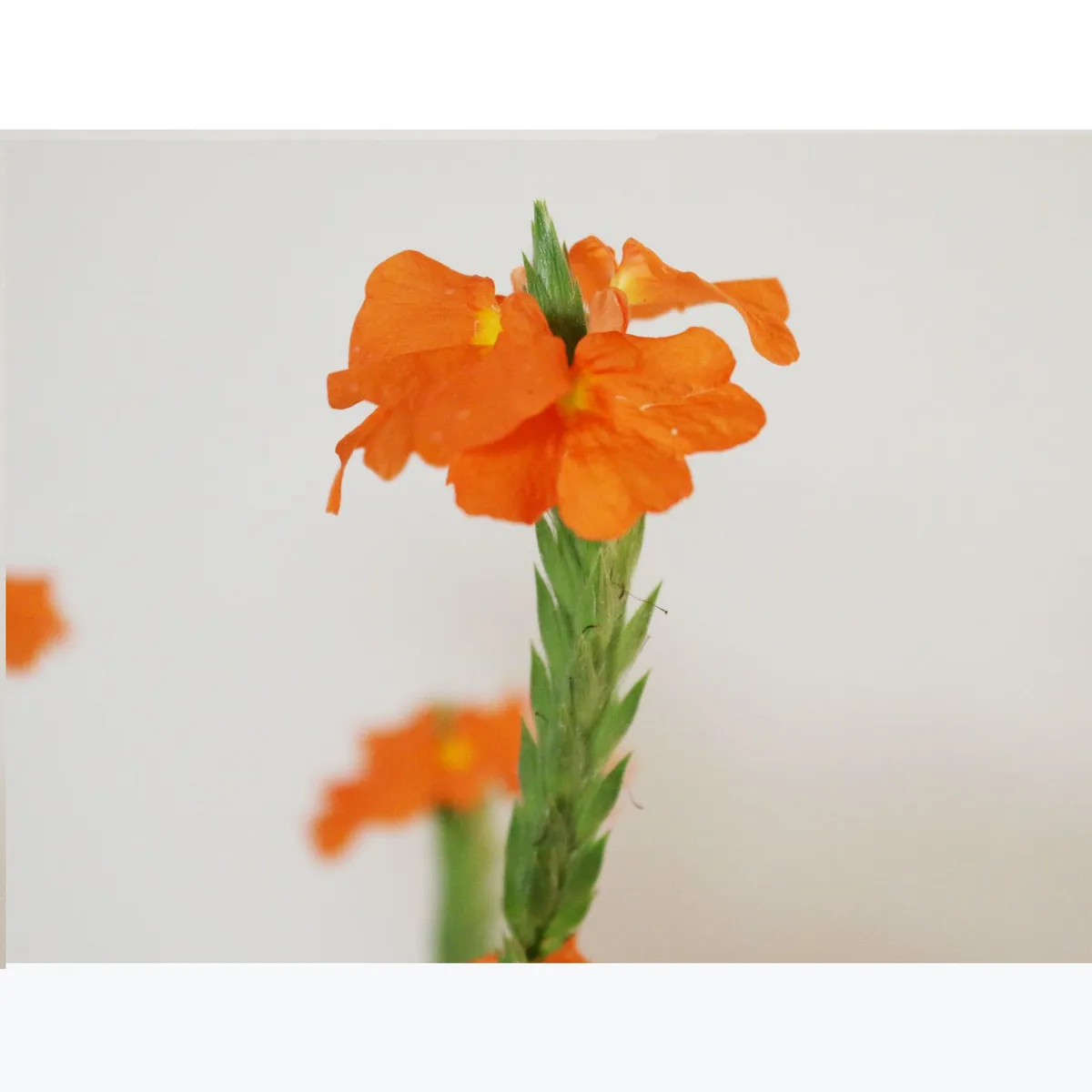 Conaplor - Planta crossandra coloress M6"