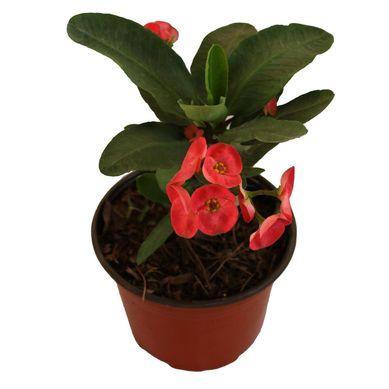 Planta euphorbia