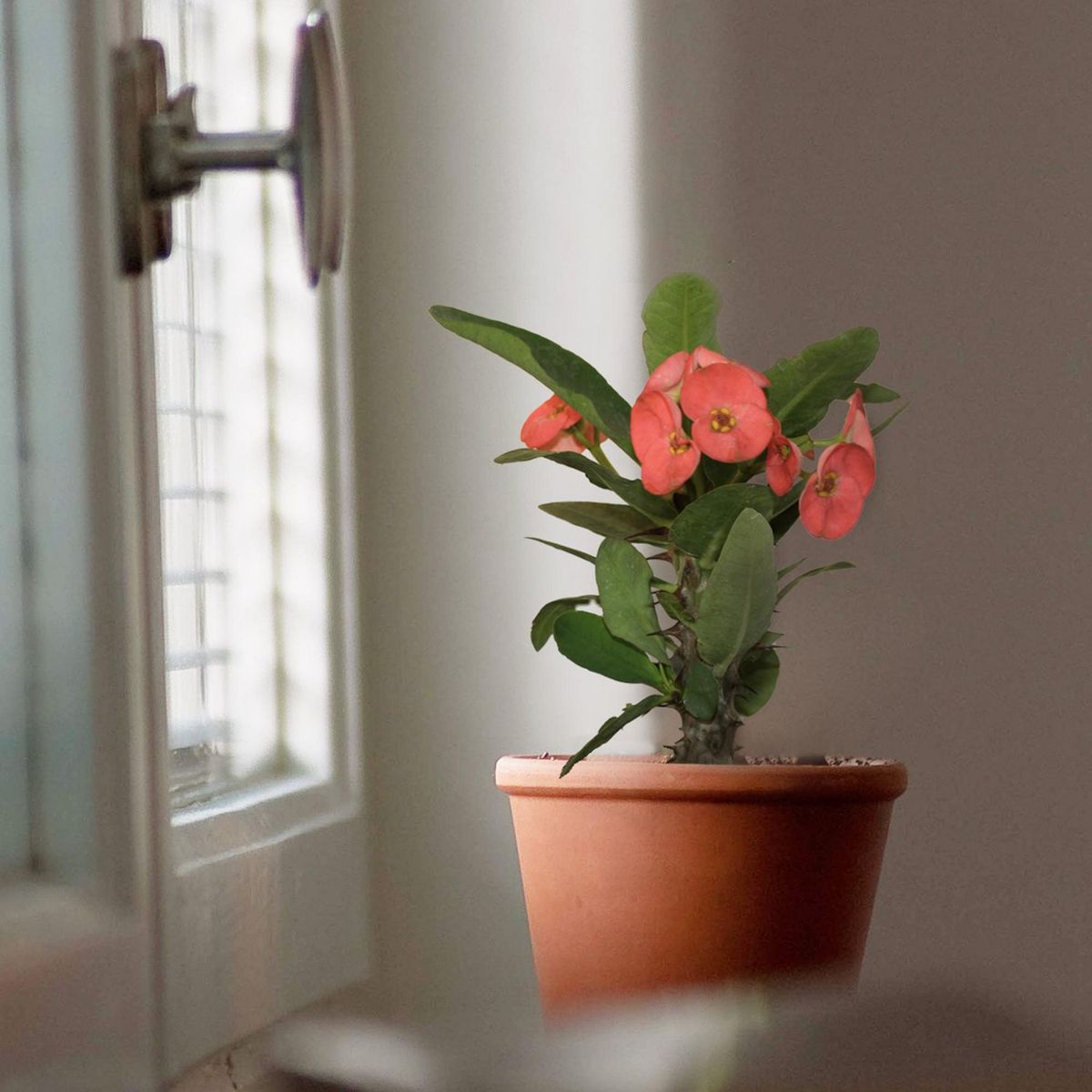 Conaplor - Planta euphorbia