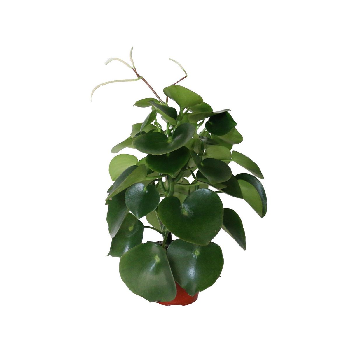Planta peperomia verde corazón de maría, marca Conaplor - Foto Principal