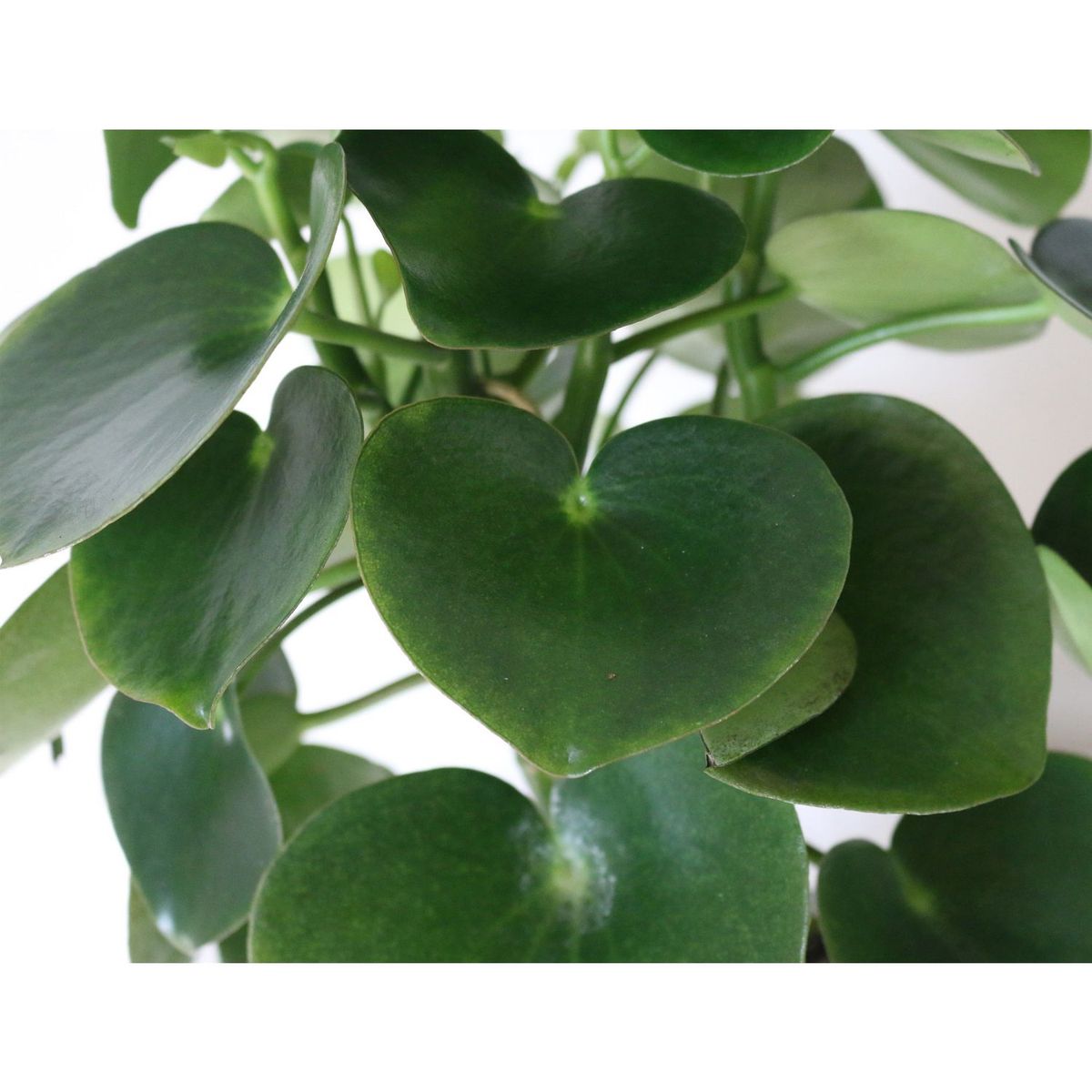 Planta peperomia verde corazón de maría, marca Conaplor - Foto 2
