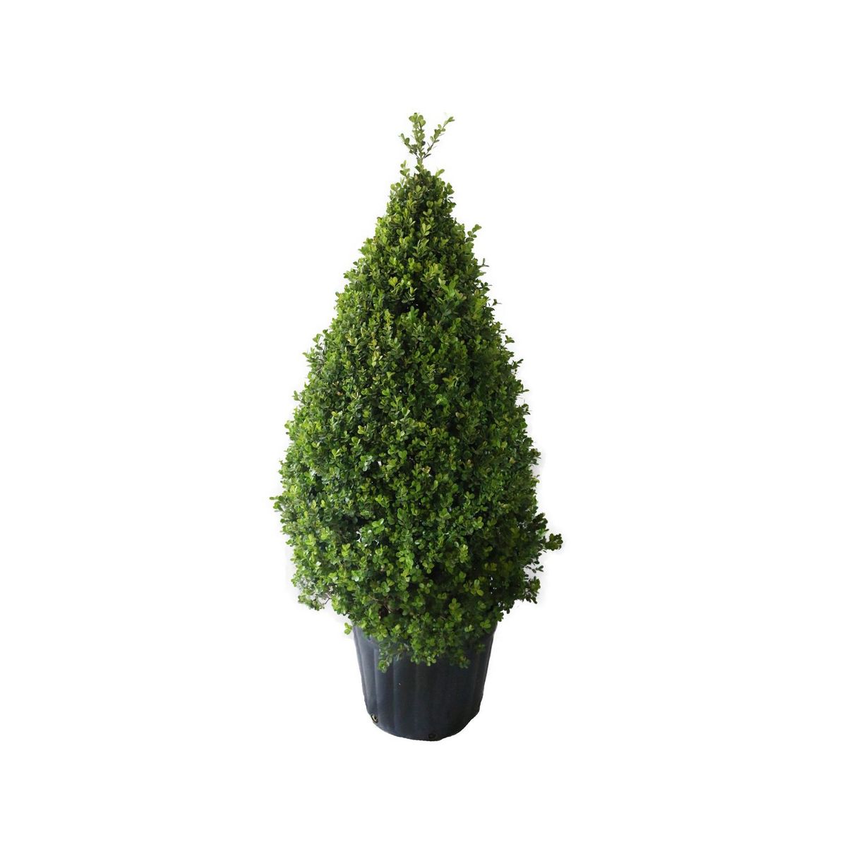 Conaplor - Planta buxos arrayán pino grande