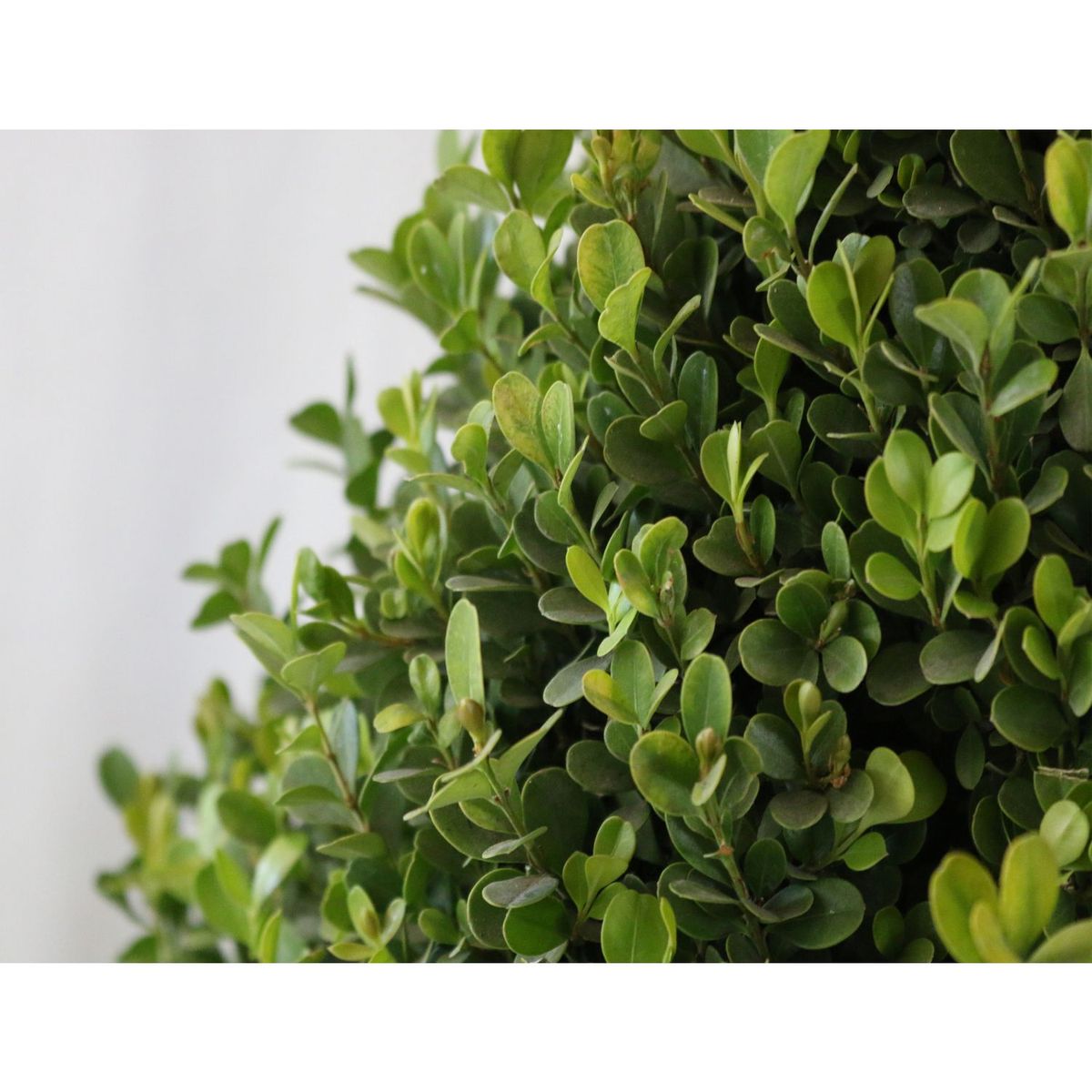 Conaplor - Planta buxos arrayán pino grande