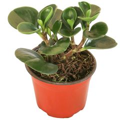 Planta peperomia verde