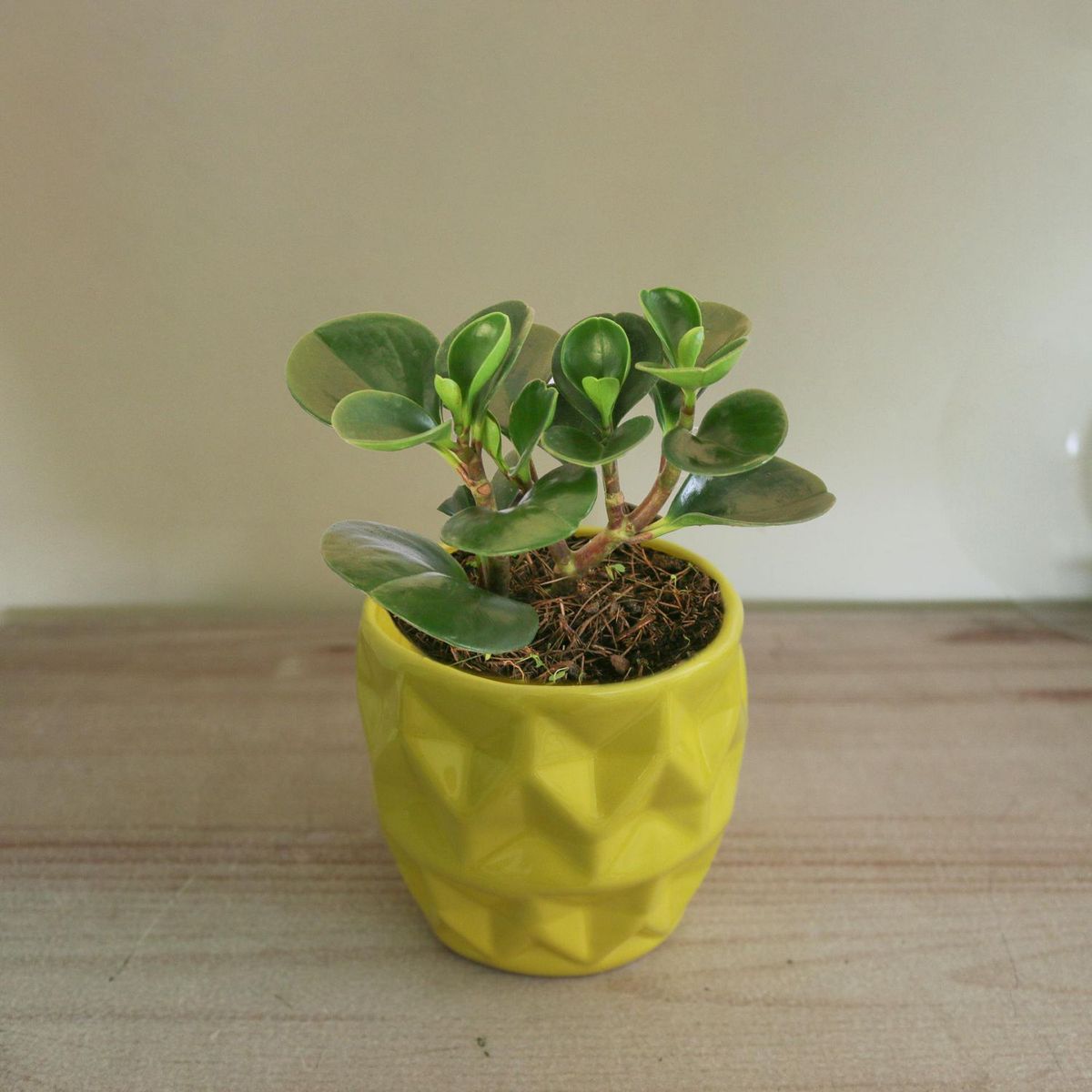 Conaplor - Planta peperomia verde