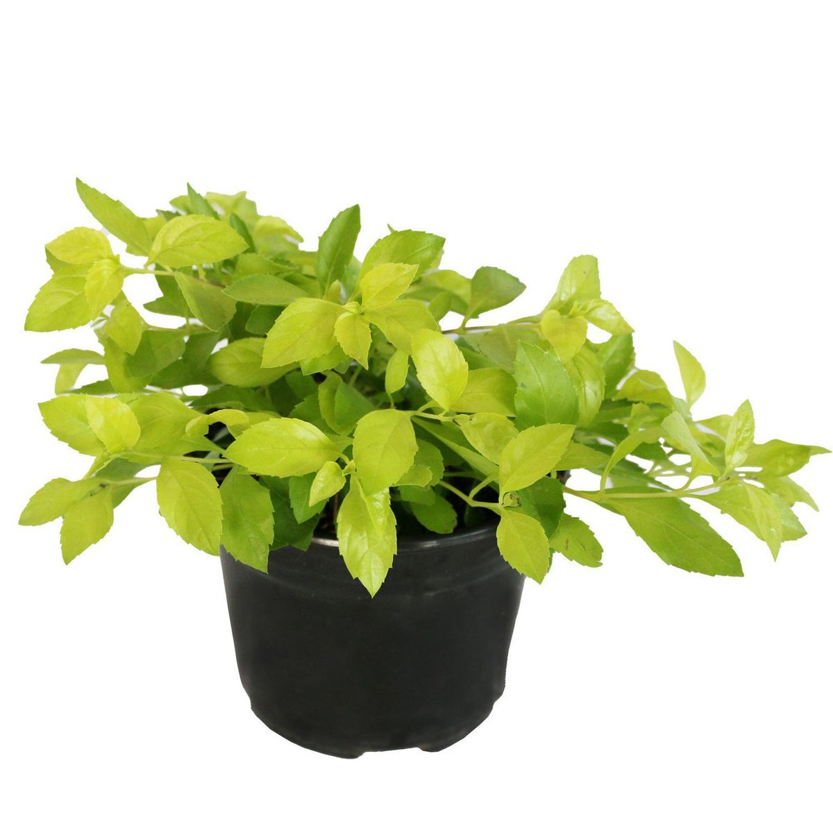 Conaplor - Planta duranta Cuba