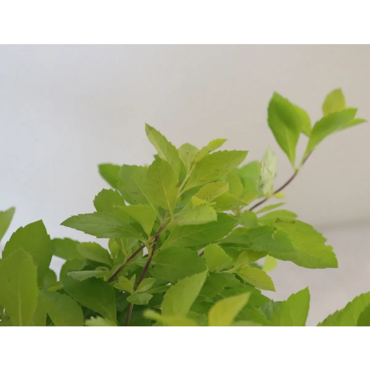 Conaplor - Planta duranta Cuba