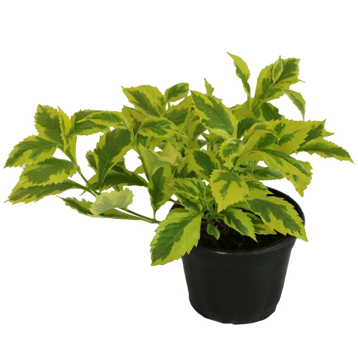 Planta duranta gold, marca Conaplor - Foto Principal