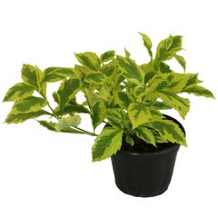 Planta duranta gold