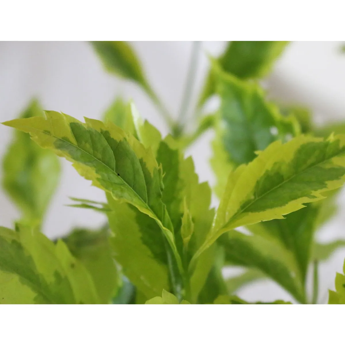 Planta duranta gold, marca Conaplor - Foto 2